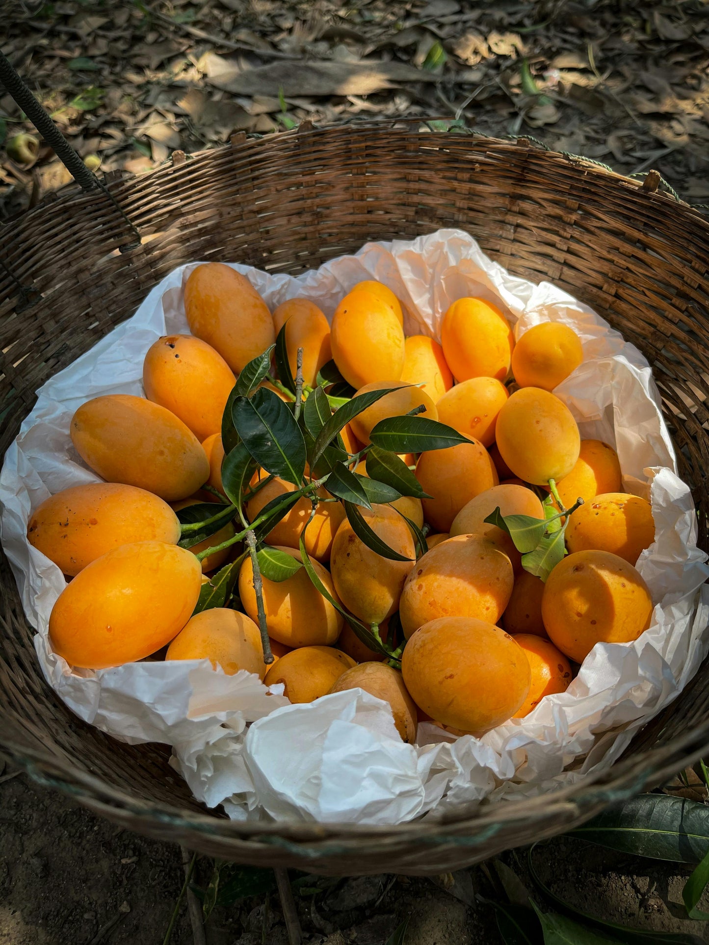 Devgad Alphonso Mango (Regular 180g-210g) *PER DOZEN